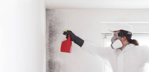 Certified Mold Removal in Brookdale, SC