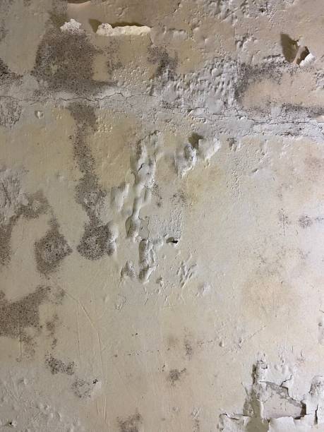 Best Toxic Mold Removal  in Brookdale, SC